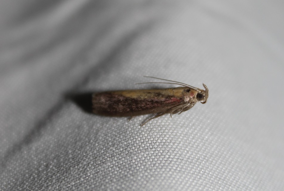 Oncocera semirubella - lucernamoly