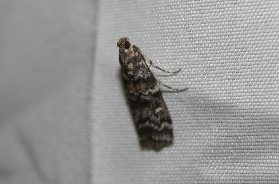 Dioryctria abietella - fenyőrágó karcsúmoly