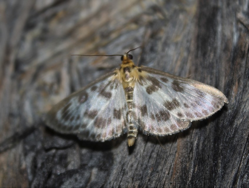 Anania hortulata - tarka csalánmoly