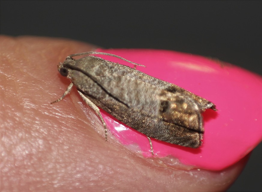Cydia pomonella - almamoly