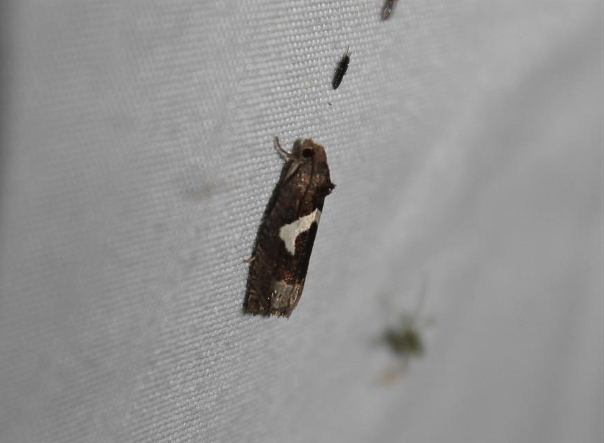 Epiblema foenella - kampósfoltú tükrösmoly