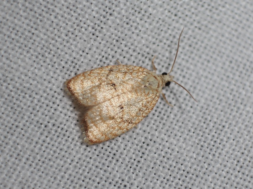 Acleris forsskaleana - juharos levélmoly