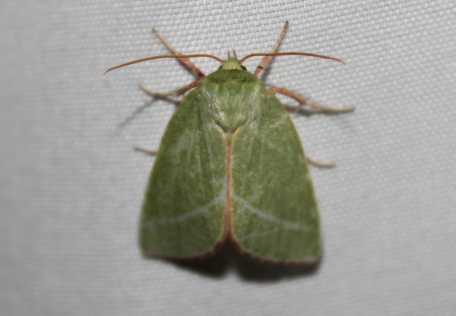 Pseudoips prasinana - bükkfa-zöldbagoly