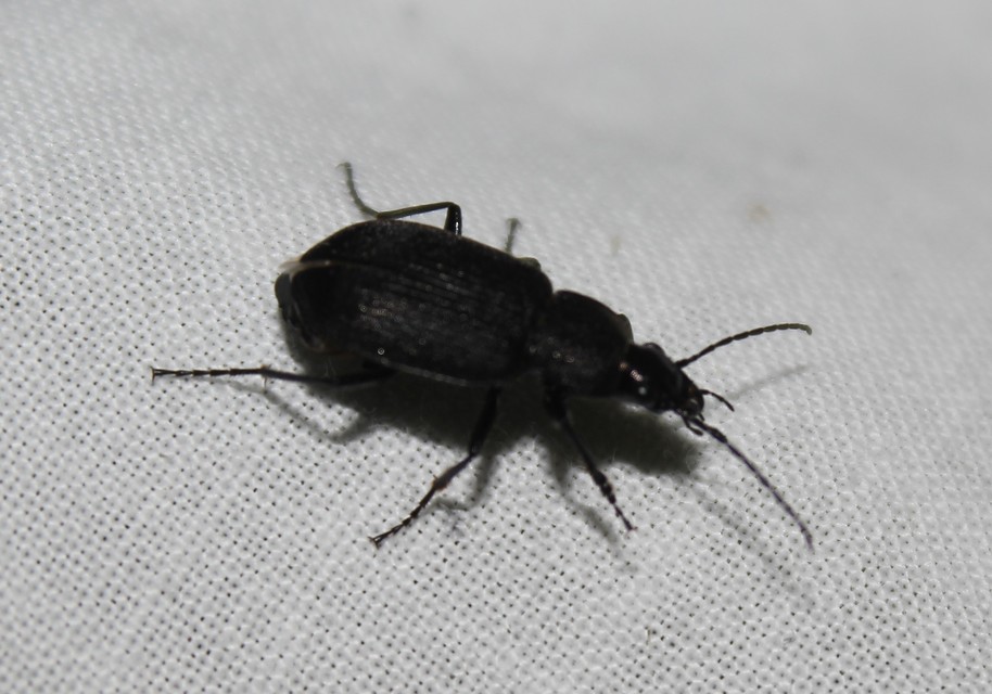 Chlaenius tristis - fekete bűzfutó