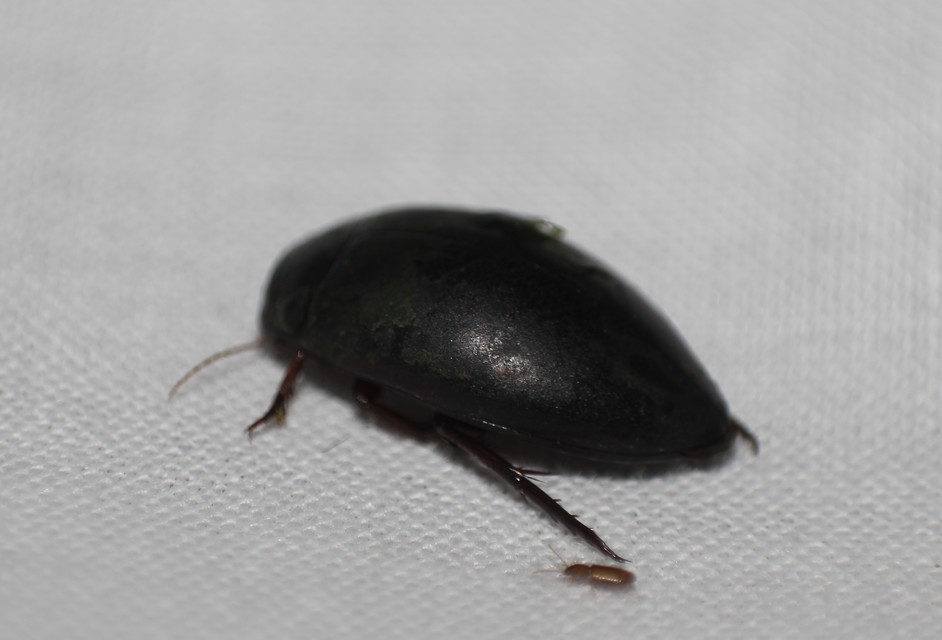 Dytiscidae - csíkbogárfélék