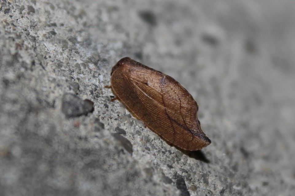 Drepanepteryx phalaenoides
