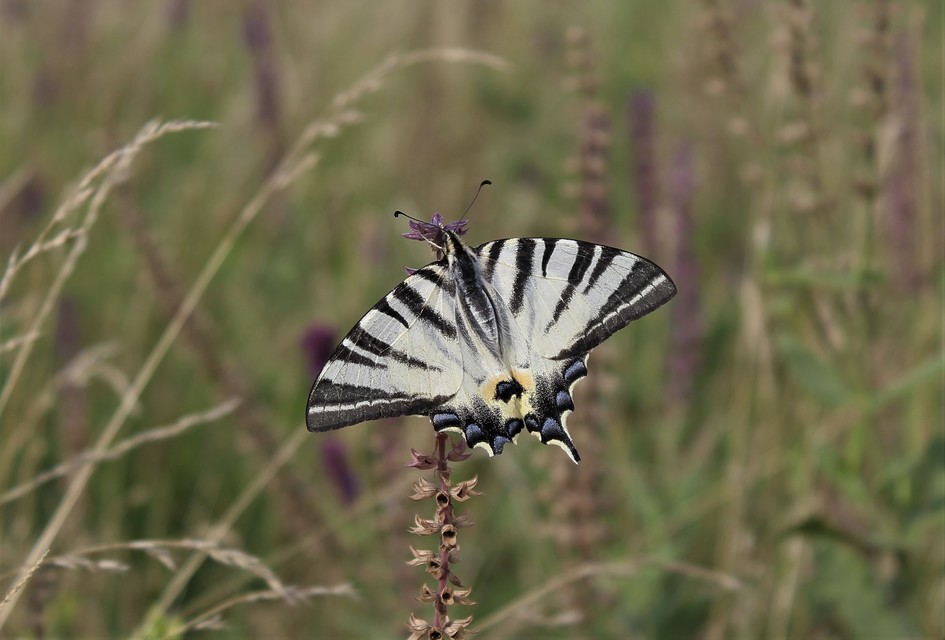 Iphiclides podalirius - kardoslepke