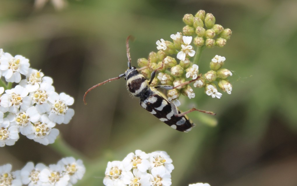 Echinocerus floralis - lucerna-darázscincér