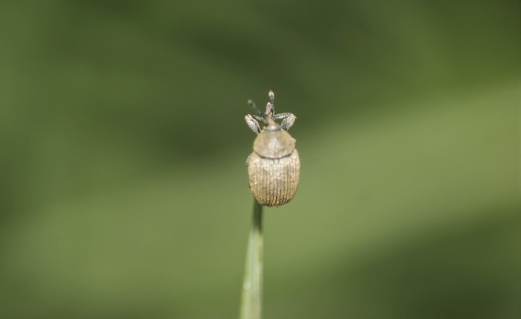 Rhinusa neta - drapp gyújtoványfű-ormányos