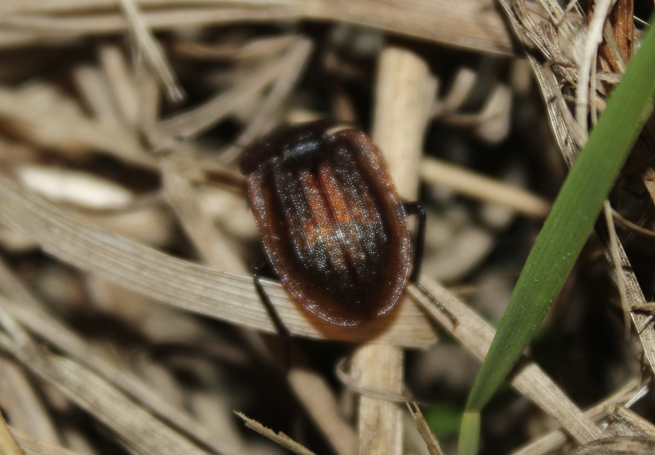 Phosphuga atrata - bordás csigarabló