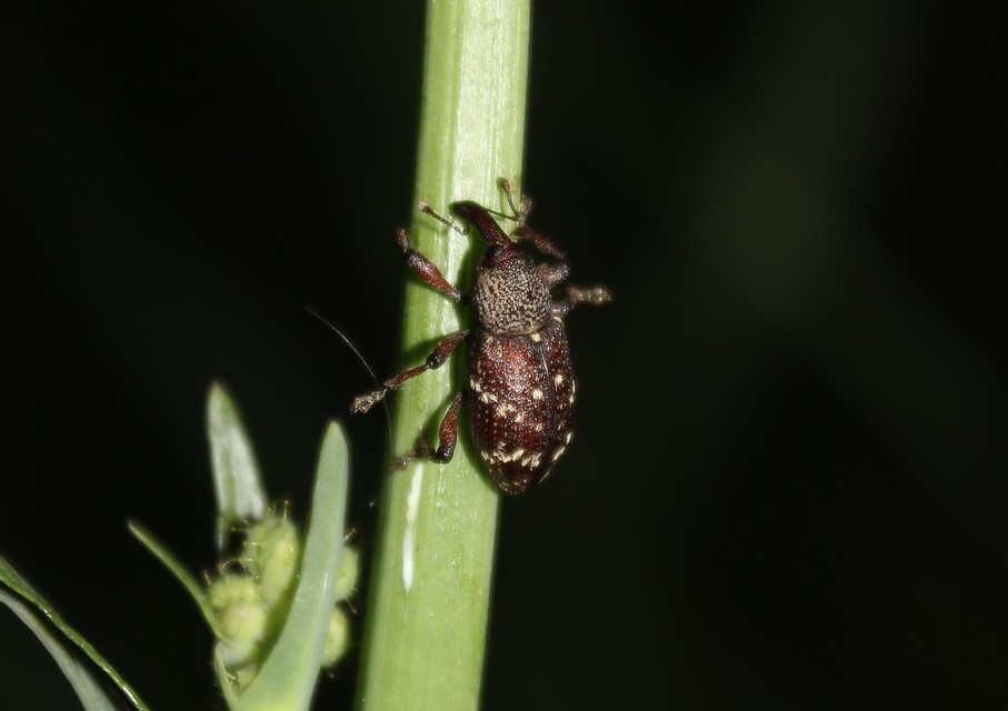 Hylobius transversovittatus - füzény-fenyvesormányos