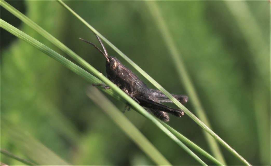 Chorthippus (Chorthippus) (subgenus)