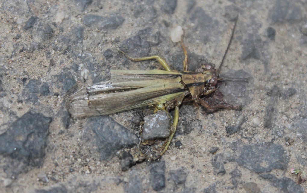 Mecostethus parapleurus - hagymazöld sáska