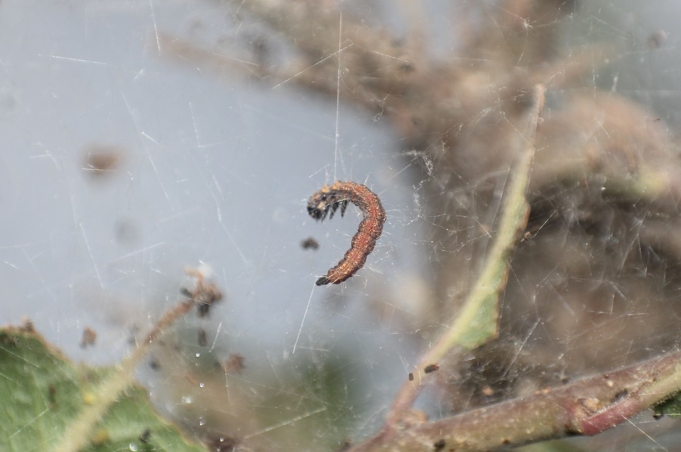 Scythropia crataegella - galagonya-pókhálósmoly