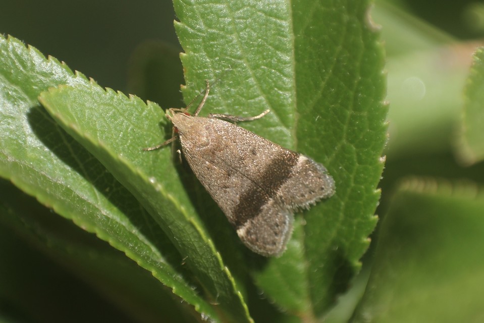Anacampsis obscurella - feketesávos sarlósmoly