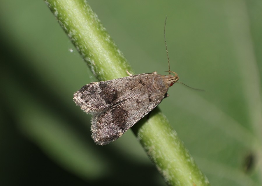 Anacampsis obscurella - feketesávos sarlósmoly