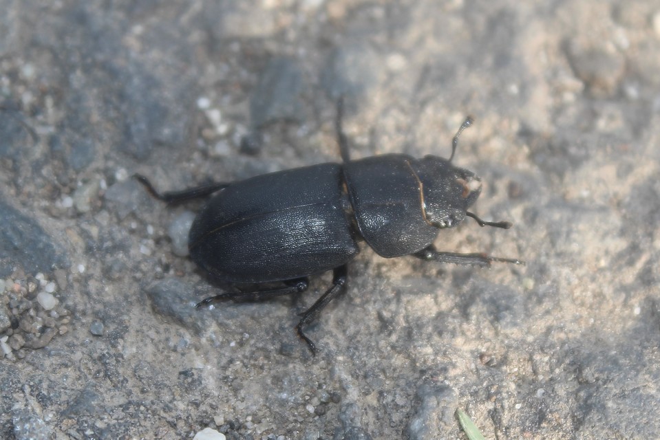 Dorcus parallelipipedus - kis szarvasbogár