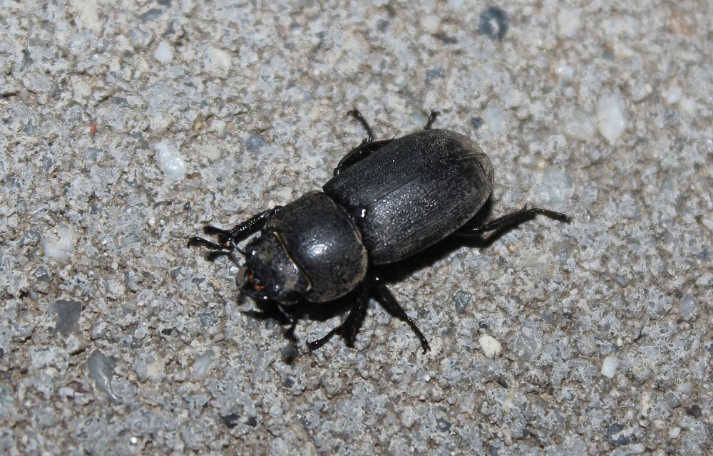 Dorcus parallelipipedus - kis szarvasbogár