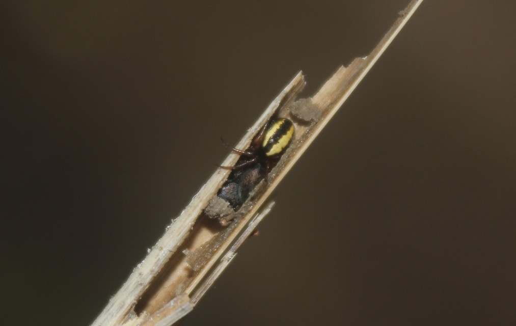 Hypsosinga pygmaea - törpe keresztespók