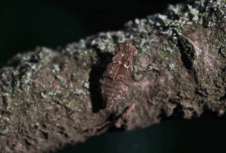 Ledra aurita - füleskabóca