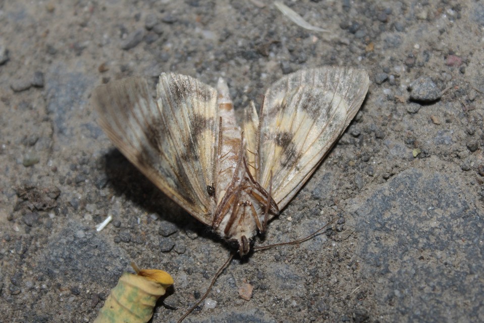 Catocala fulminea - galagonya-övesbagoly