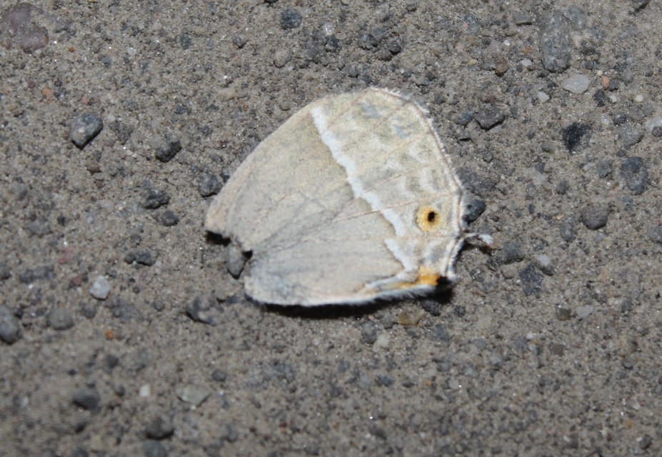 Neozephyrus quercus - tölgyfalepke