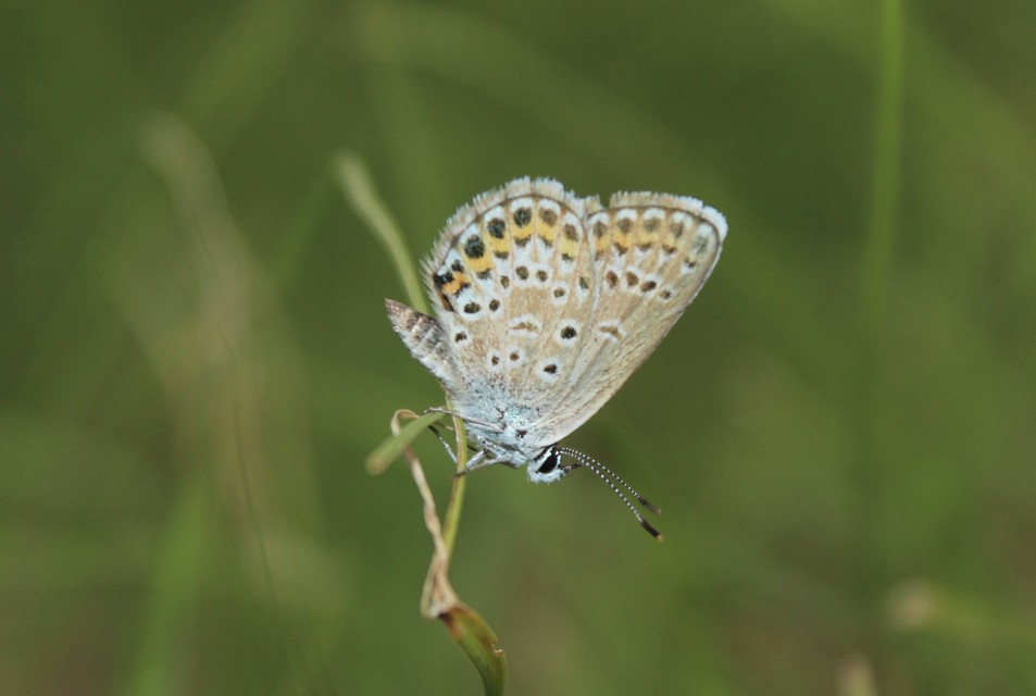 Plebejus argyrognomon - tintakék boglárka