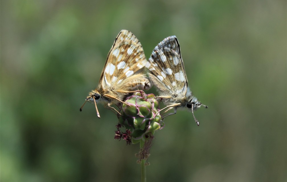 Spialia orbifer - törpe busalepke