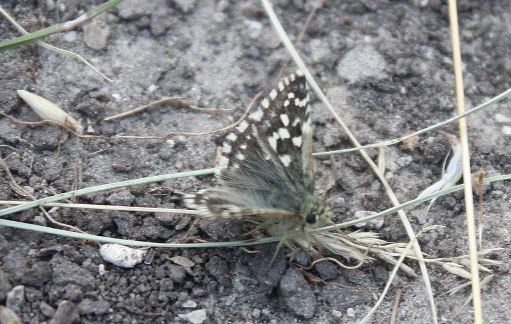 Pyrgus malvae - kis busalepke
