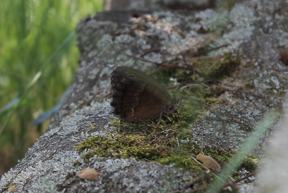 Minois dryas - fekete szemeslepke
