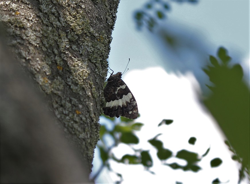 Brintesia circe - fehéröves szemeslepke