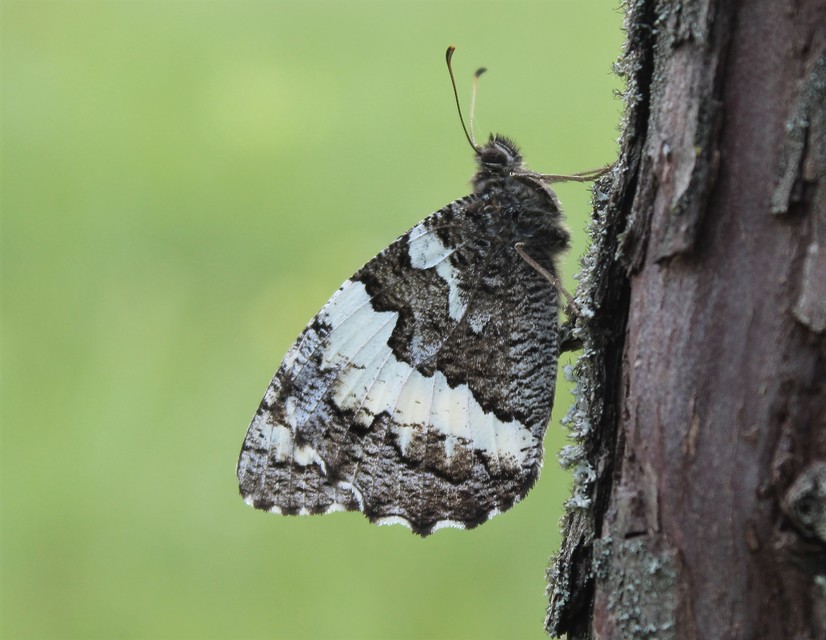 Brintesia circe - fehéröves szemeslepke