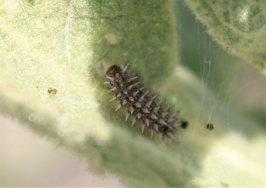 Melitaea
