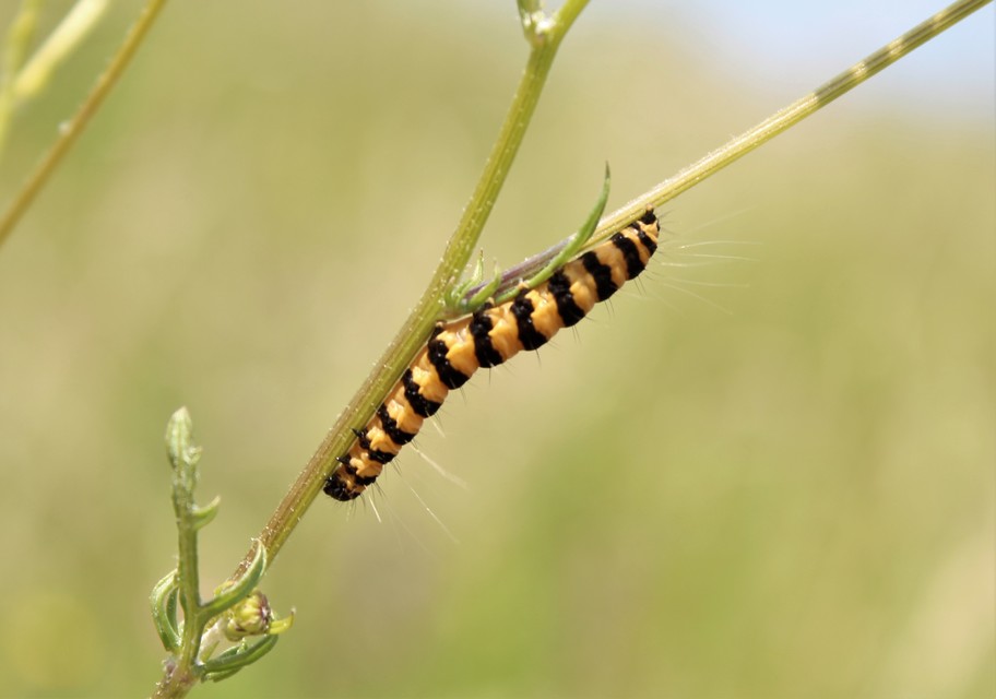 Tyria jacobaeae - jakabfű-medvelepke