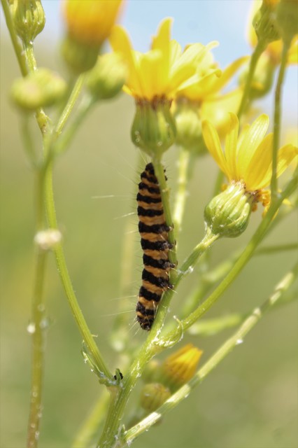 Tyria jacobaeae - jakabfű-medvelepke