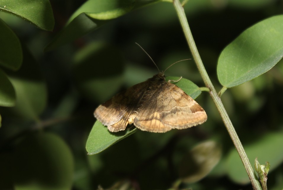 Euclidia glyphica - közönséges nappalibagoly