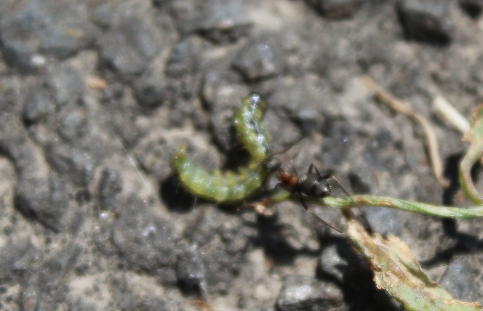 Cydalima perspectalis - puszpáng-tűzmoly