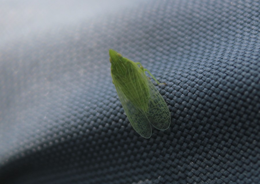 Dictyophara europaea