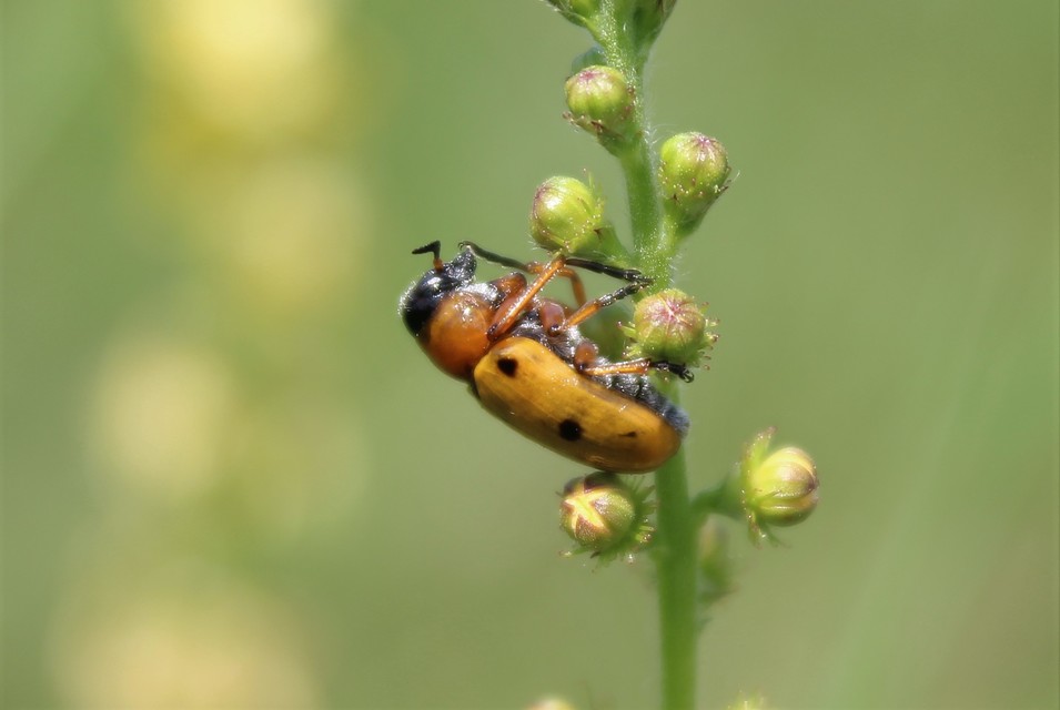 Tituboea macropus - dárdahere-zsákhordóbogár