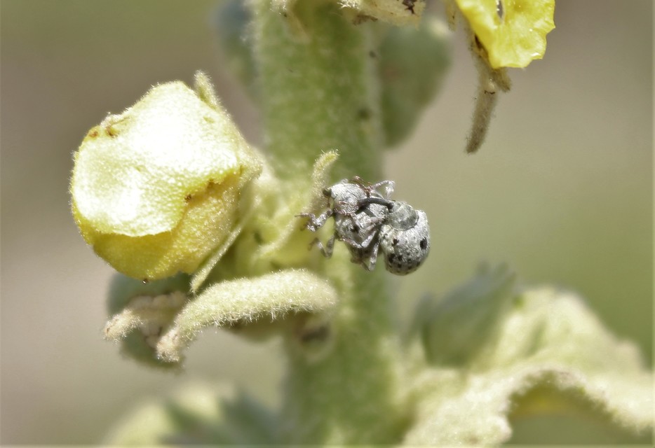 Cionus thapsus - kis ökörfarkkóró-gömbormányos