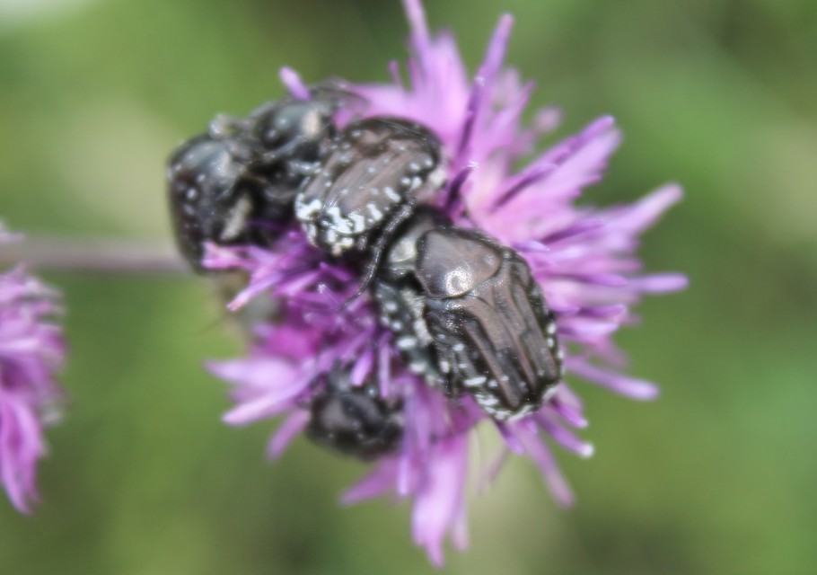 Oxythyrea funesta - sokpettyes virágbogár