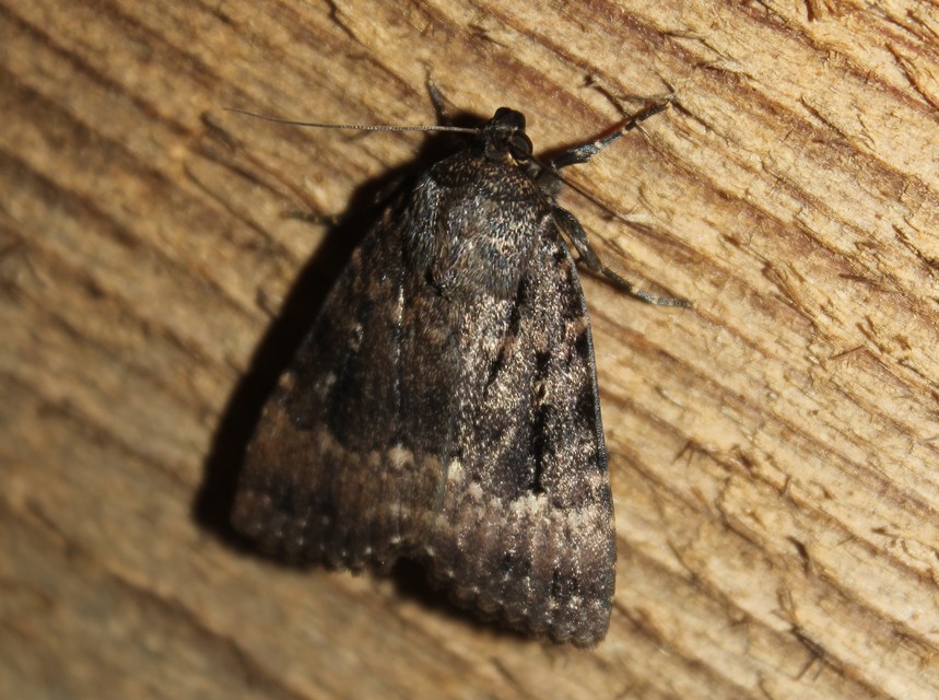 Amphipyra berbera/pyramidea