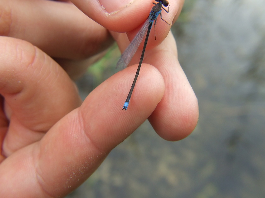 Erythromma viridulum - kis pirosszemű-légivadász