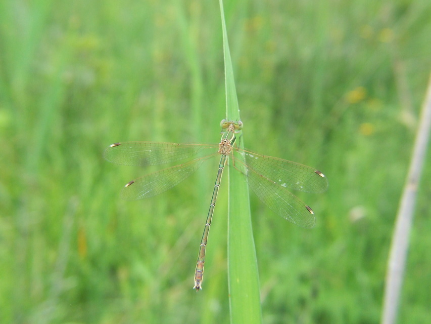 Lestes barbarus - foltosszárnyjegyű rablószitakötő