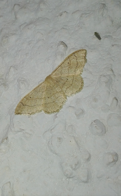 Idaea aversata - nagy sávosaraszoló