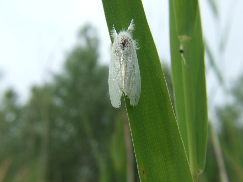 Sphrageidus similis - sárgafarú szövő