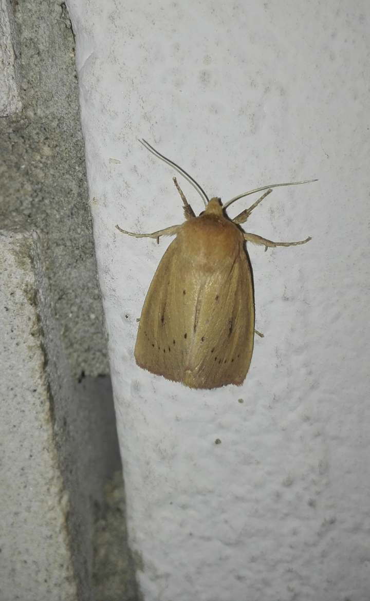 Globia algae - barna nádibagoly
