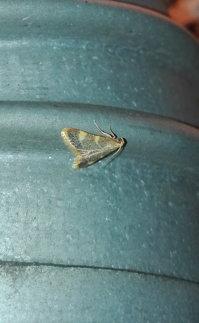 Hypsopygia costalis - szénailonca