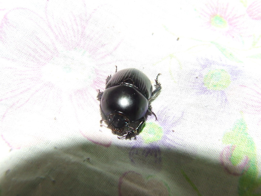 Geotrupes spiniger - közönséges álganéjtúró