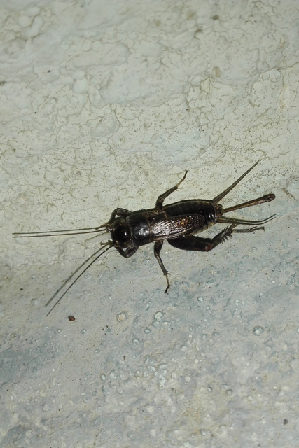 Eumodicogryllus bordigalensis - bordói tücsök